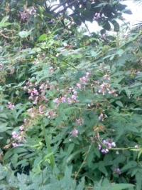 秋の花 宮城野萩