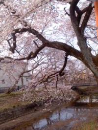 ヒガンサクラ満開 五条川