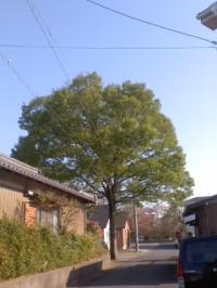 ケヤキ 芽吹きが早い