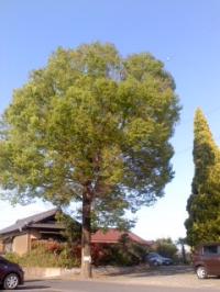 ケヤキ 芽吹きが早い