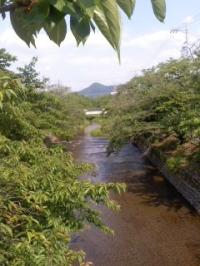 深緑 五条川桜並木