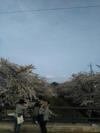 五条川小弓橋 桜満開
