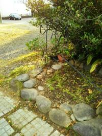 芝桜 株分け 移植