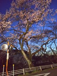 春が来た! 五条川右岸堀田橋東。彼岸桜。