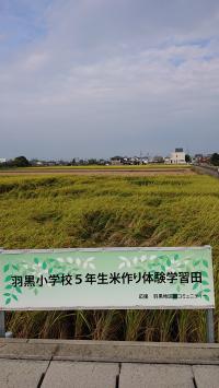 稲刈り