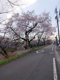 五条川 堀田橋東側 彼岸桜満開