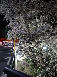 犬山羽黒五条川 小弓橋 サクラ満開
