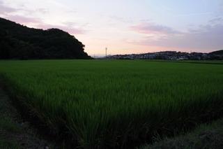 初秋 夕暮れの田んぼ