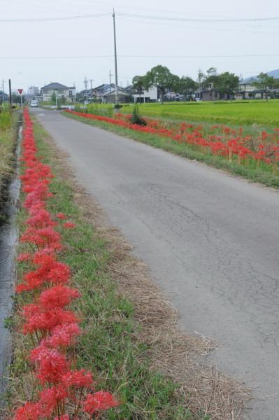 曼珠沙華の道