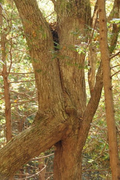 縁結びの木(開田高原 地蔵峠にて) 「かえで」と「たらの木」が結合。小作の太蔵と地主の娘おたきが、悲恋の末、吹雪の中駆け落ちしこの地で倒れ、抱き合ったまま絡み合う木になったと言う由来の木。