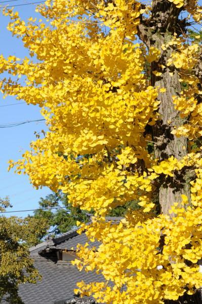 尾張富士大宮浅間神社の銀杏
