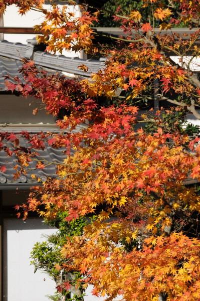 尾張富士大宮浅間神社の紅葉