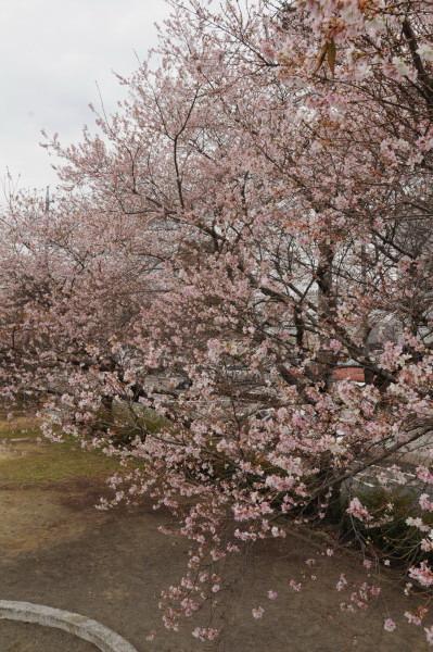 満開(四季桜)市保健センター北隣り公園