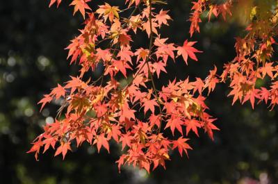 寂光院の紅葉 -2-