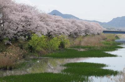 新郷瀬川の春 -7-
