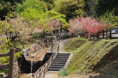 大宮浅間神社の春 -3- 尾張富士