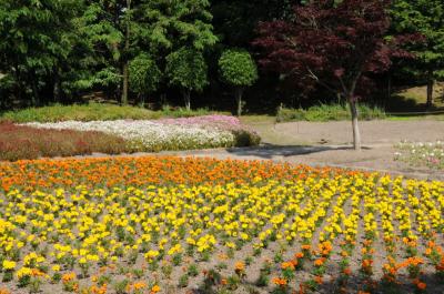 小牧・市民四季の森 野草小園