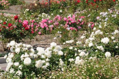 小牧・市民四季の森 バラ園