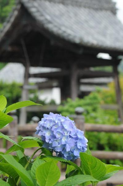 あじさい寺 (犬山 栗栖 大泉寺)