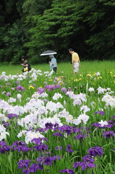 花菖蒲園 -4- (犬山市栗栖)