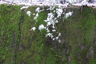 雪の尾張富士参道 -2-