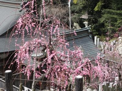梅園 -3- 大県神社にて