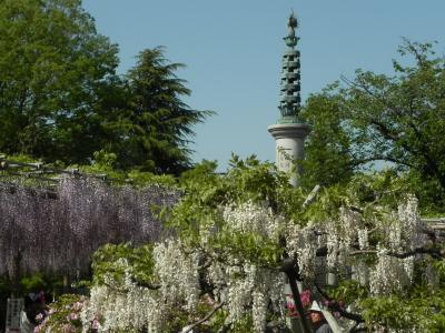 江南 曼荼羅寺の藤 -3-