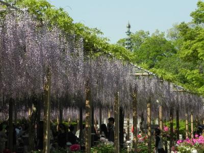 江南 曼荼羅寺の藤 -4-