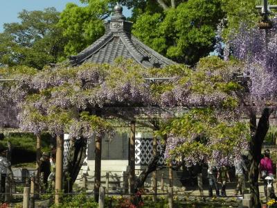 江南 曼荼羅寺の藤 -6-