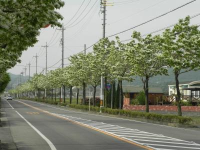 なんじゃもんじゃ (日の出団地北側)