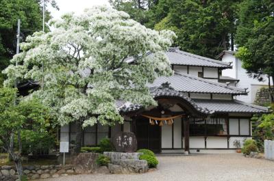大宮浅間神社の なんじゃもんじゃ -1-