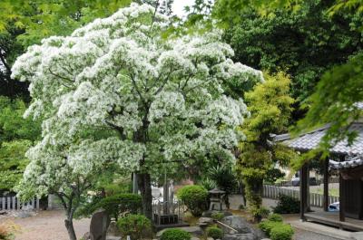 大宮浅間神社の なんじゃもんじゃ -2-