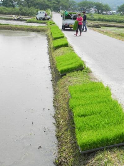 田植えシーズン 苗