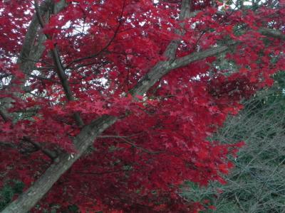 大宮浅間神社の紅葉 -2-