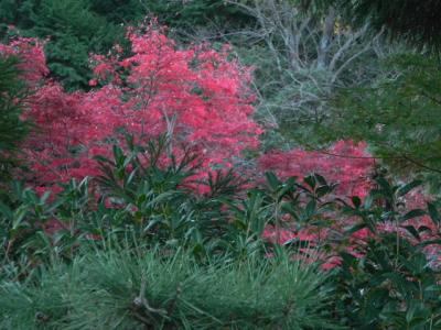 大宮浅間神社の紅葉 -3-