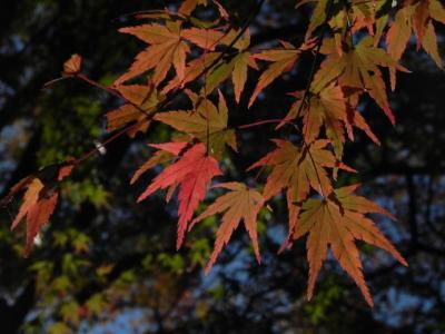 大宮浅間神社の紅葉 -4-