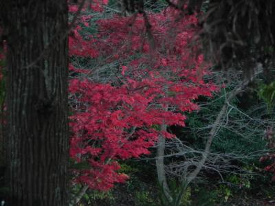 大宮浅間神社の紅葉 -5-