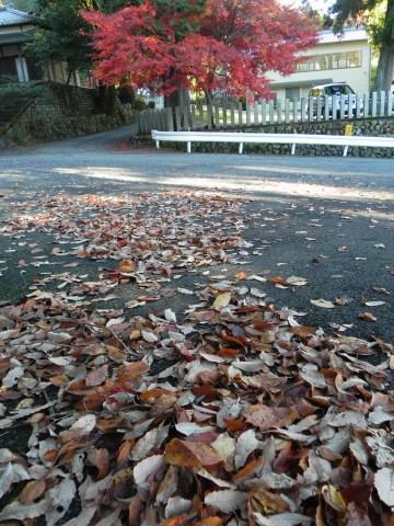 大宮浅間神社の紅葉 -6-