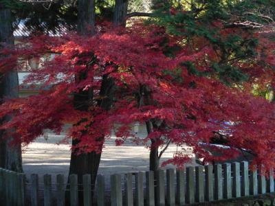大宮浅間神社の紅葉 -7-