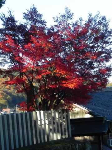 大宮浅間神社の紅葉 -8-