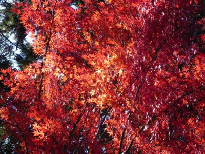大宮浅間神社の紅葉 -9-