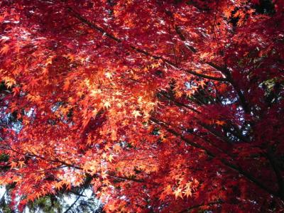大宮浅間神社の紅葉 -10-