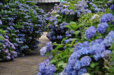 紫陽花-扶桑町安穏寺 2