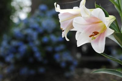 紫陽花 5 扶桑町 安穏寺