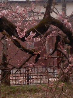 彼岸桜エドヒガン開花 五条川堀田橋