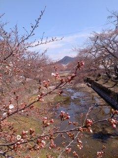 もうすぐ開花 五条川ソメイヨシノ