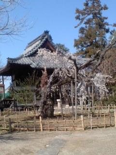 笑面寺 シダレサクラ 満開