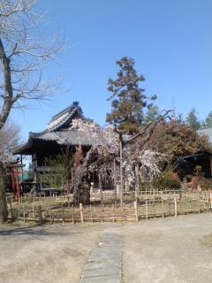 笑面寺 シダレサクラ 満開