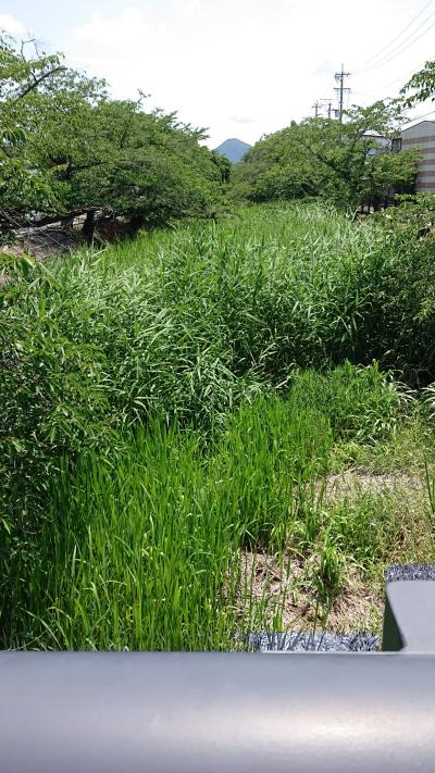 五条川小弓橋 初夏
