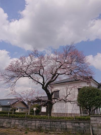彼岸サクラ満開です。小弓の庄 庭園